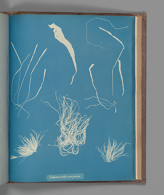 Enteromorpha compressa