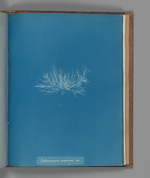 Enteromorpha compressa, var.