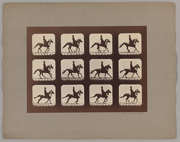 Attitudes of Animals in Motion