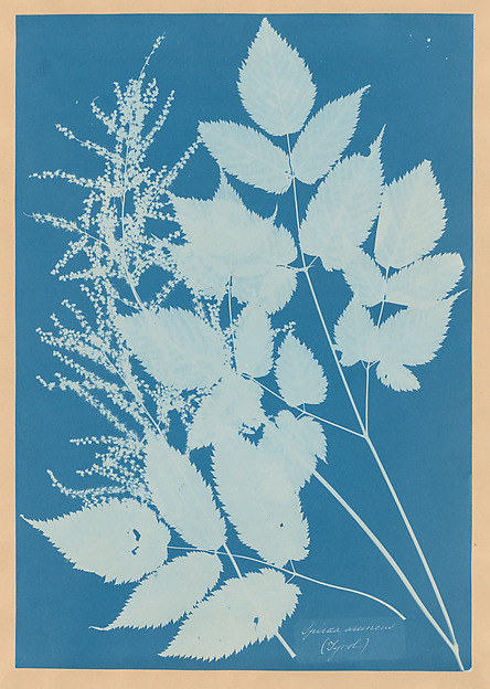 Spiraea aruncus (Tyrol)