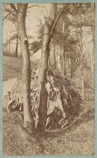 [Tree Study]