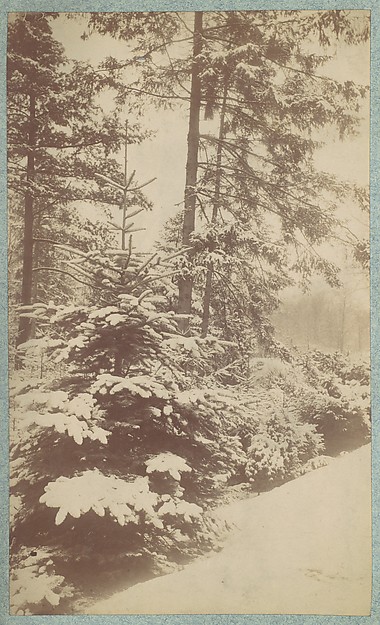 [Pines in Snow]