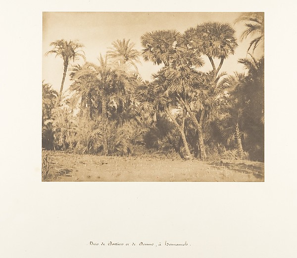 Bois de Dattiers et de Doums, à Hamarneh