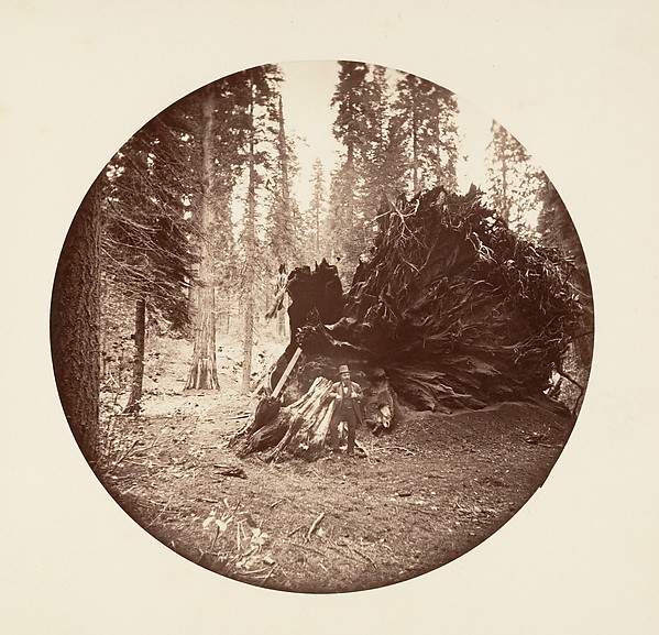 Eagle's Wing - Calaveras Grove