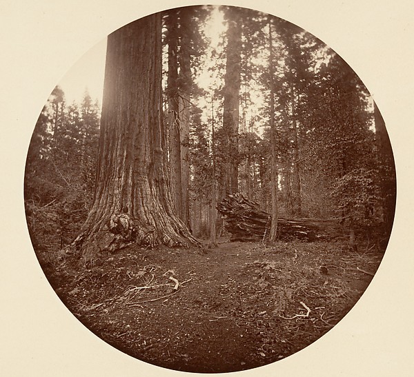 The Father of the Forest - C. Grove