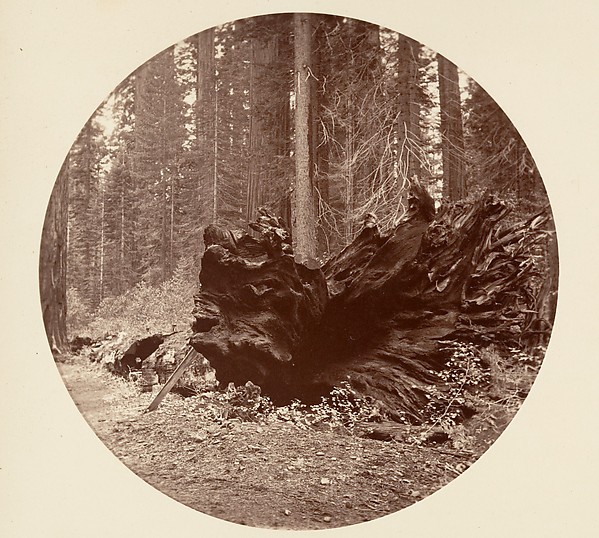 The Father of the Forest 450 ft C. Grove