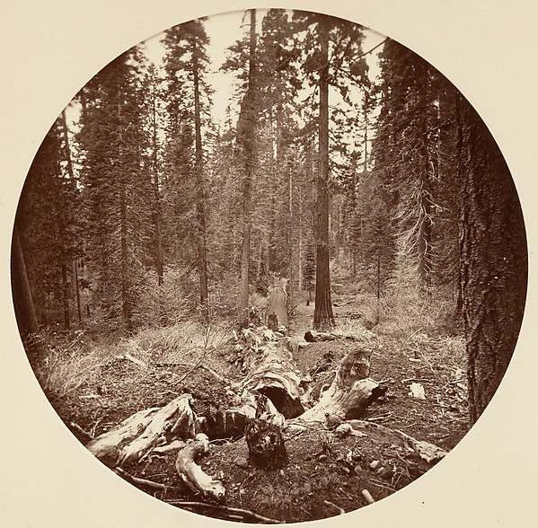 [Yosemite National Park, California]