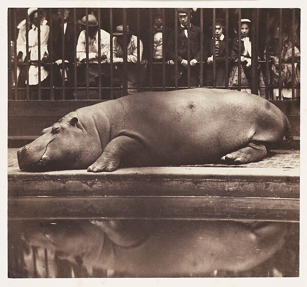 The Hippopotamus at the Zoological Gardens, Regent's Park by de Borbón, Juan, The Metropolitan Museum of Art