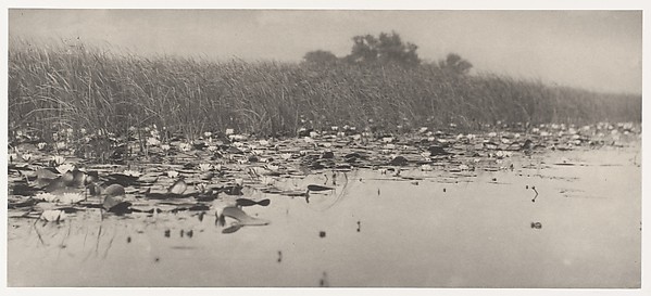 Water-Lilies