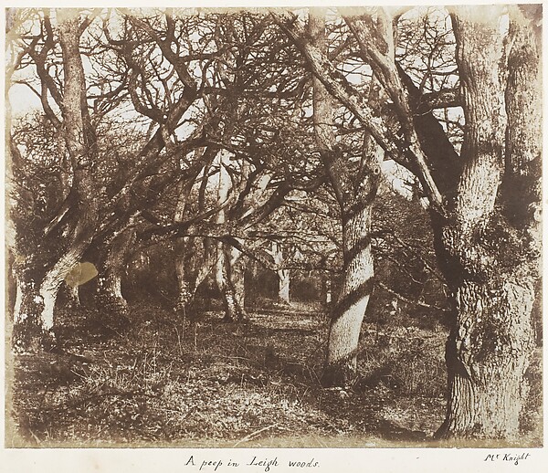 A Peep in Leigh Woods