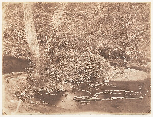 [Tree and Brush in Creek Scene]