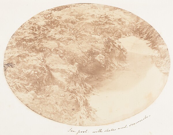 Sea Pool with Shells and Seaweeds