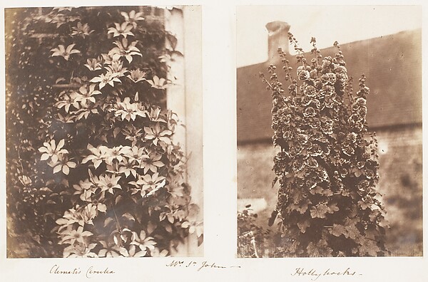 Clematis Cerulea; Hollyhocks
