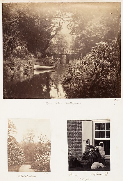 Upper Lake, Penllengare; Rhododendrons; Brome, Morphine Tuff