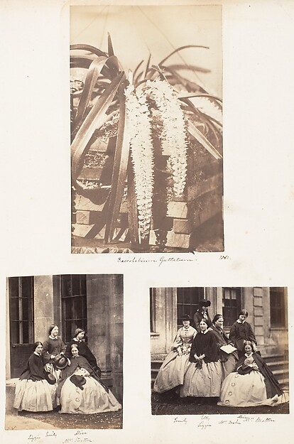 Saccolabium Guttatum; Lizzie, Emily, Alice, Mrs Stratton; Emily, Etty, Alice, Lizzie, Mrs Drake, Mrs Stratton