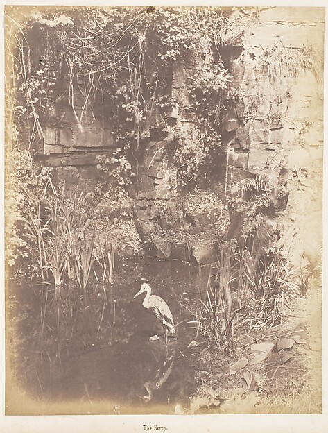 The Heron