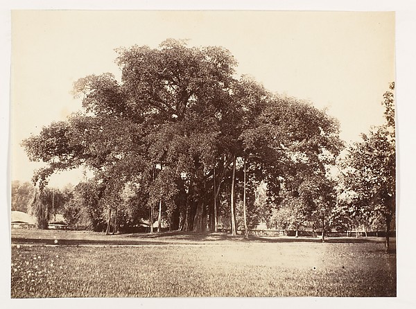 [Banian Tree in Commissioner Grote's Garden, Alipoor, Calcutta]