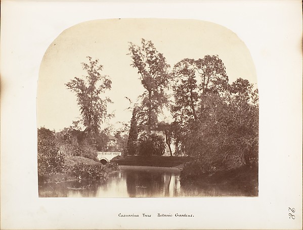 [Casuarina Trees, Botanic Gardens, Calcutta]