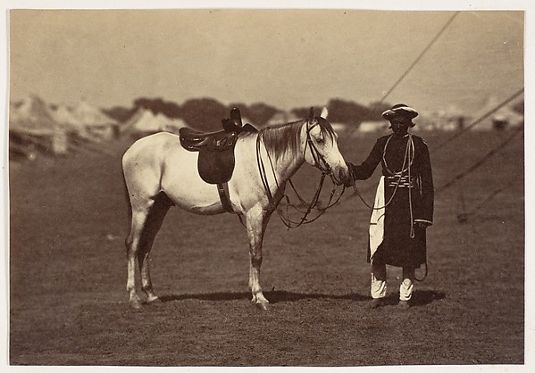 [Lady Cannings Grey Arab]