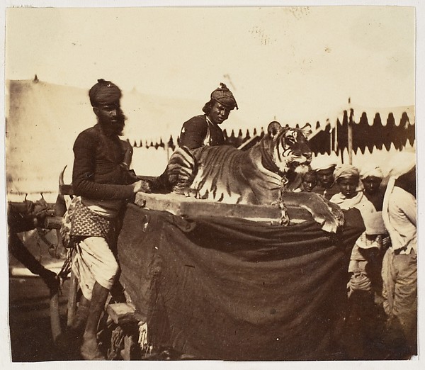 [Tigers Presented to the Countess Canning at Agra]