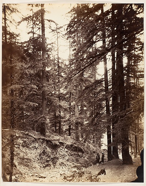 [Deodars at Annandale, Simla]