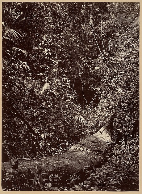 Tropical Scenery, Tropical Forest