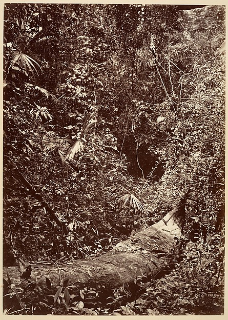 Tropical Scenery, Tropical Forest