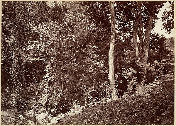 Tropical Scenery, View Near Chipigana
