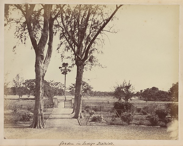 Garden in Indigo Districts