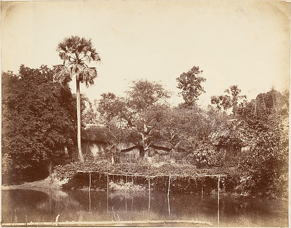 View in the Jungle, Bengal