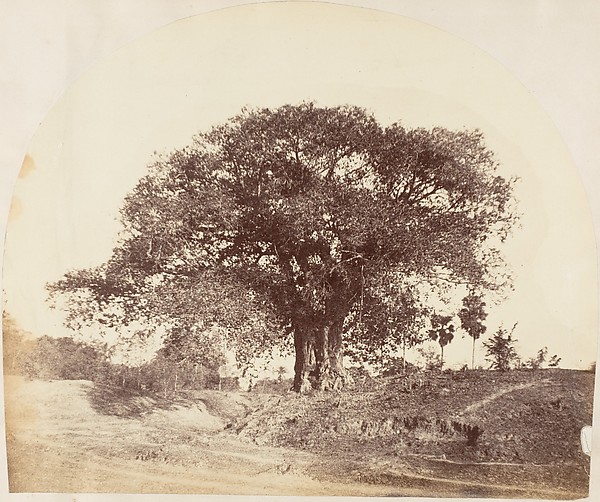 [Banian Tree]
