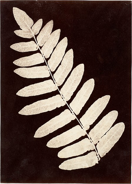 [Botanical Specimen: Fern]