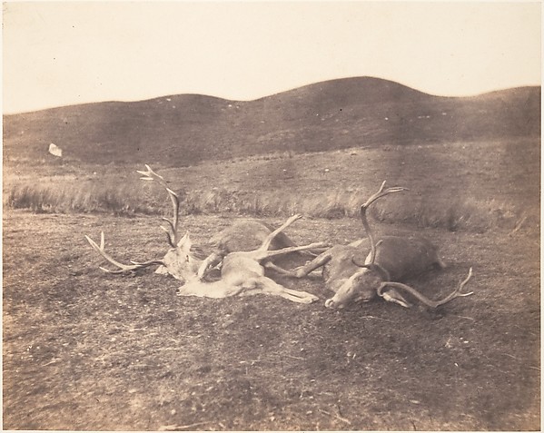 [Two Stags and Roe Buck]