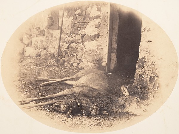 [Dead Female Deer and Game Bird]