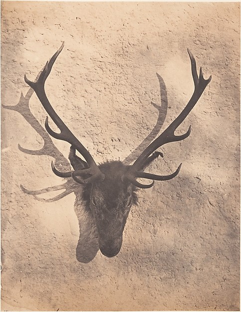 [Colin's Royal Stag]