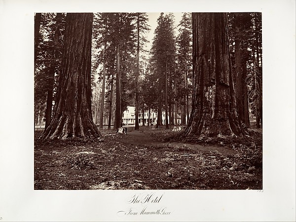The Hotel from Mammoth Grove