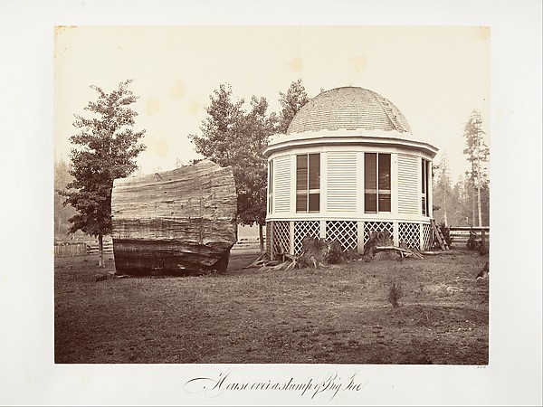 The House over a Stump of a Big Tree