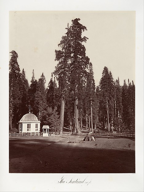 The Sentinel, 315 feet