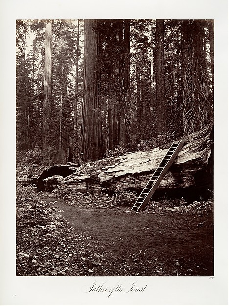 Father of the Forest