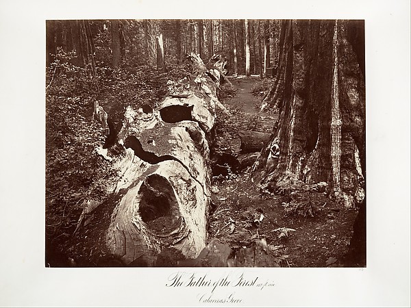 The Father of the Forest, 112 feet circumference, Calaveras Grove