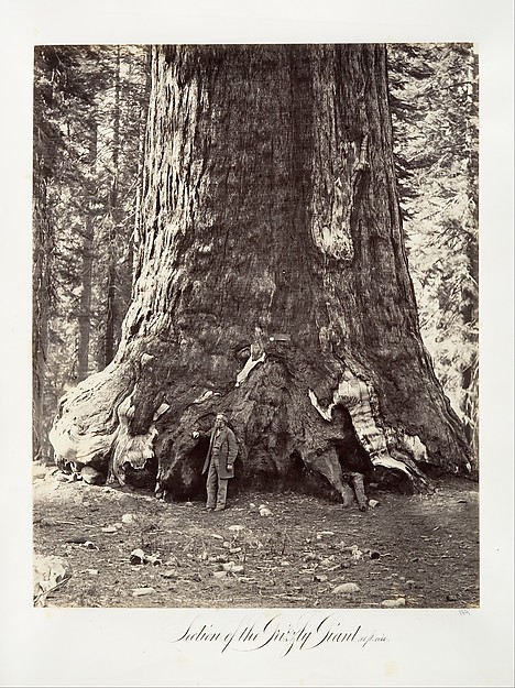 Section of the Grizzly Giant, 101 feet circumference