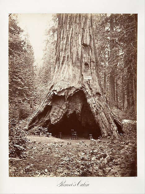 Pioneer's Cabin
