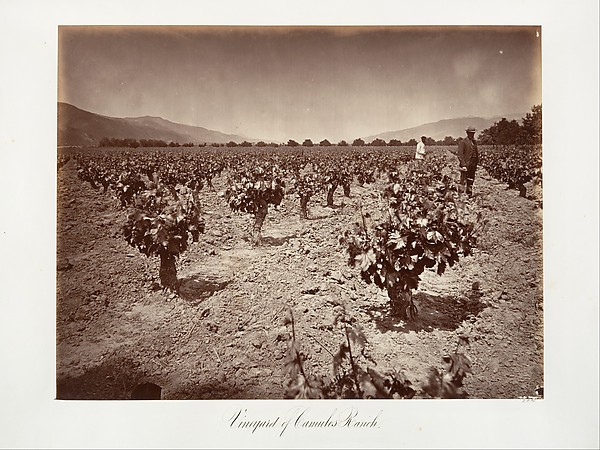 Vineyard of Camulos Ranch