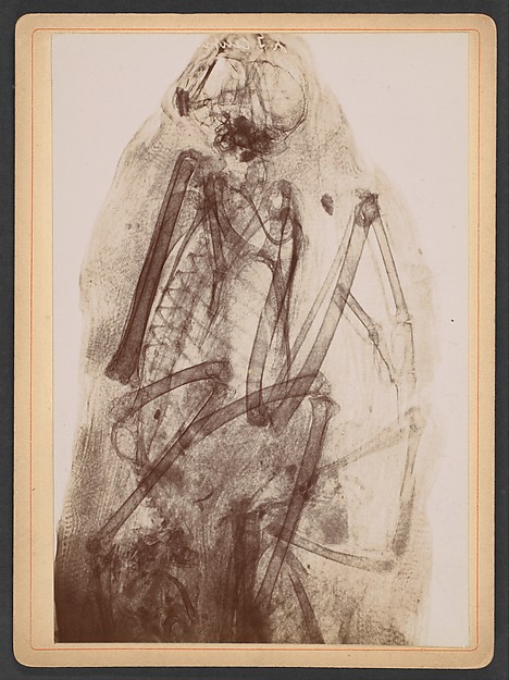 [X-Ray of the Mummy of a Raptor]