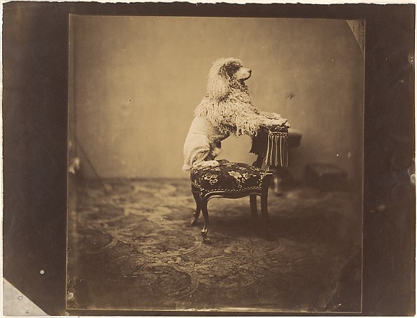 [Empress Eugénie's Poodle]