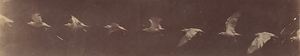 [Bird in Flight]