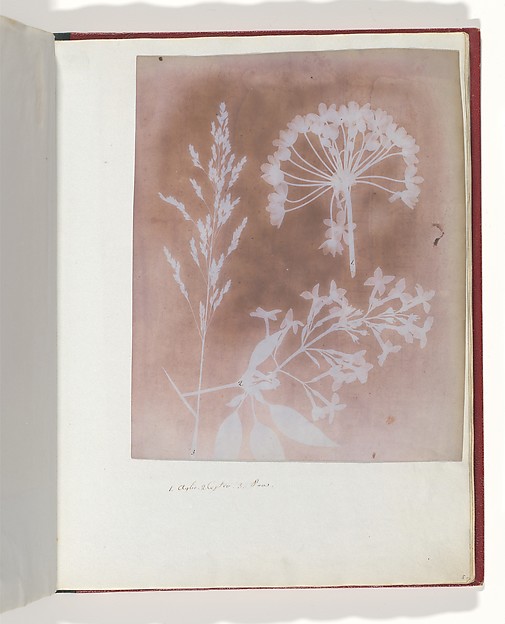 1. Aglio. 2. Cestro. 3. Poa.