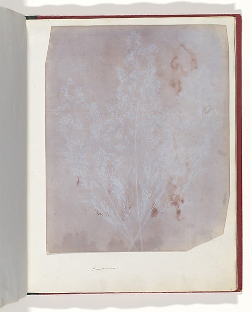 Graminacea