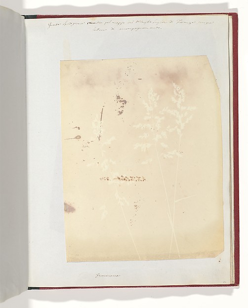 Graminacea