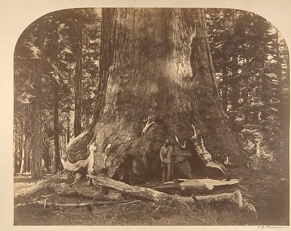 Section of the Grizzly Giant, Mariposa Grove, Yosemite